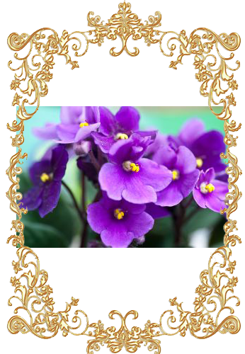 Image of violet flower